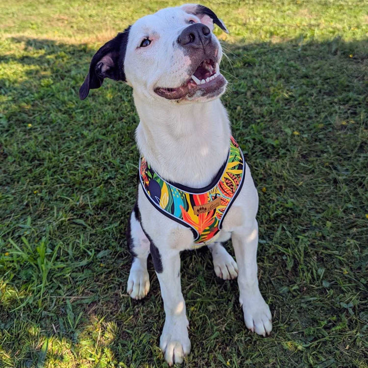Très beau croisé staffie noir et blanc, souriant et portant le harnais classique rouge, jaune, vert et bleu de chez goofy Goldens, une marque 100% dog firendly