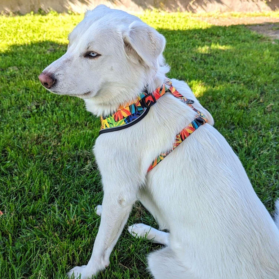Harnais classique Tropical porté de dos par un chien blanc. on voit ici les belles couleurs qui ressortent ainsi qu'un anneau solide en D, au dos du harnais