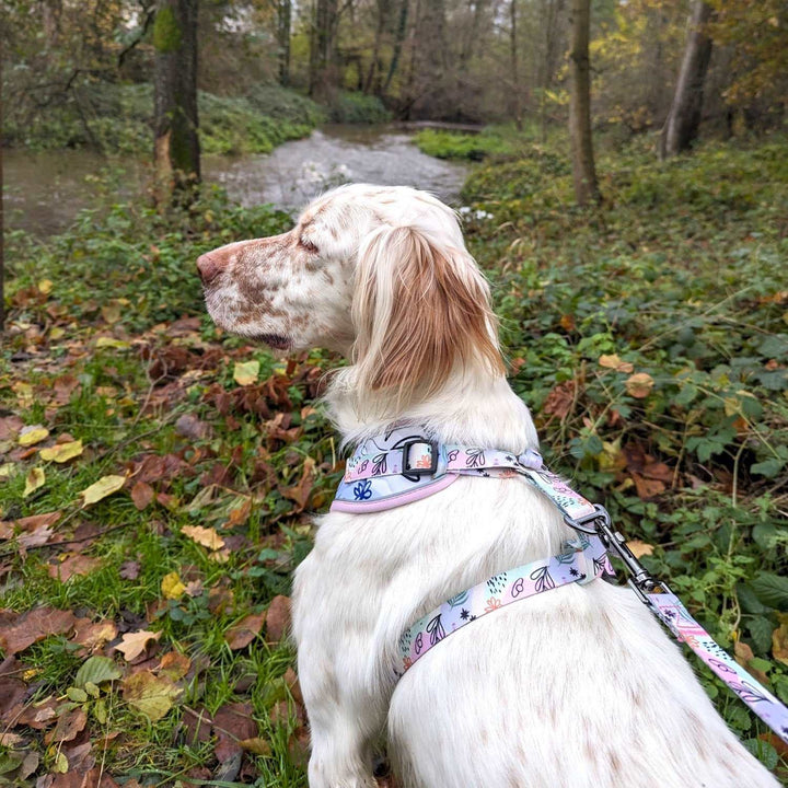 Très belle photo montrant un chien de chasse de dos portant un harnais et une laisse aux couleurs pastels tendances