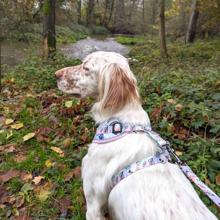 Très belle photo montrant un chien de chasse de dos portant un harnais et une laisse aux couleurs pastels tendances