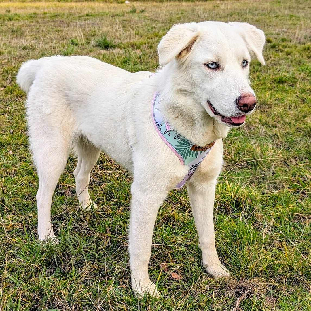 Chien croisé husky avec des yeux bleus perçants portant un harnais pastel aux couleurs verte, rose et bleu