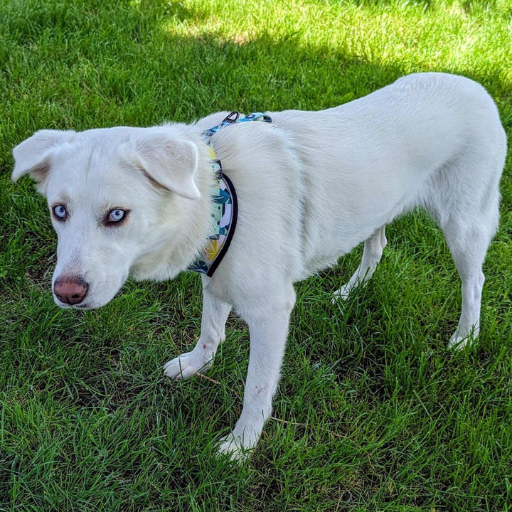 Chien blanc faisant unr drôle de tete debut et de profil, on peut voir ici le harnais coloré de la collection Récif qui libère les épaules.
