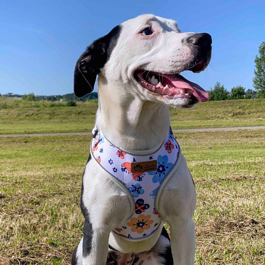 Chien staffie souriant portant le harnais Printemps classique. on peut voir ici qu'il libère parfaitement les épaules.
