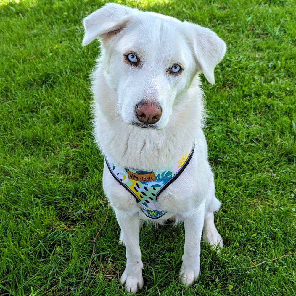 Chien blanc assis sur l'herbe et de face, portant le harnais classique de la gamme Récif aux couleurs vert turquoise et jaune de chez Goofy Goldens