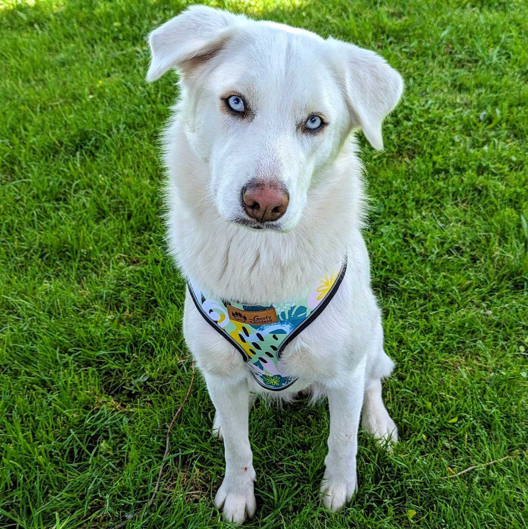 Chien blanc assis sur l'herbe et de face, portant le harnais classique de la gamme Récif aux couleurs vert turquoise et jaune de chez Goofy Goldens