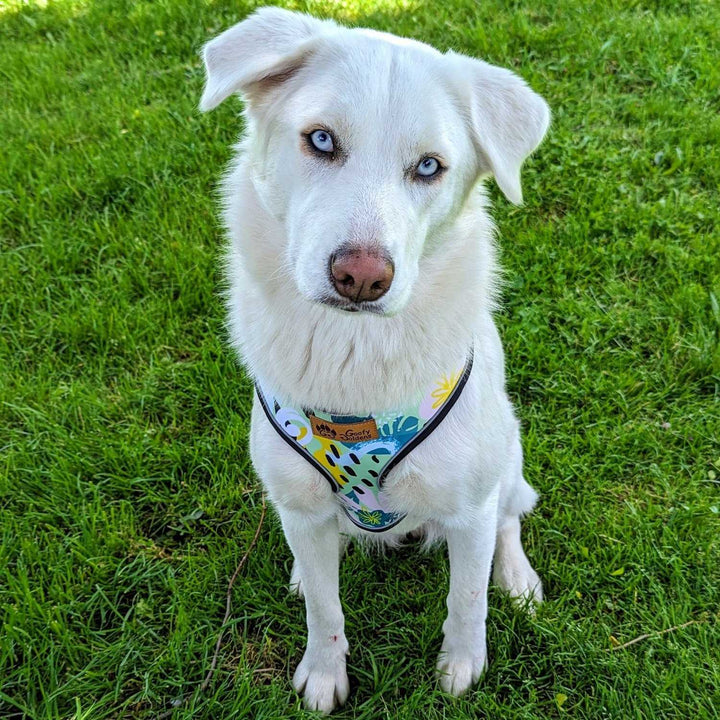 Chien blanc assis sur l'herbe et de face, portant le harnais classique de la gamme Récif aux couleurs vert turquoise et jaune de chez Goofy Goldens