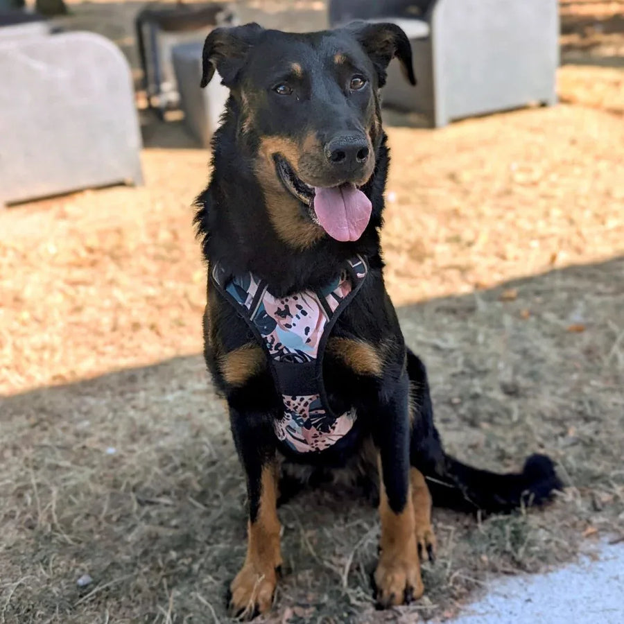 Un beauceron est assis à l'ombre dans l'herbe , portant un harnais confort de la gamme savane.