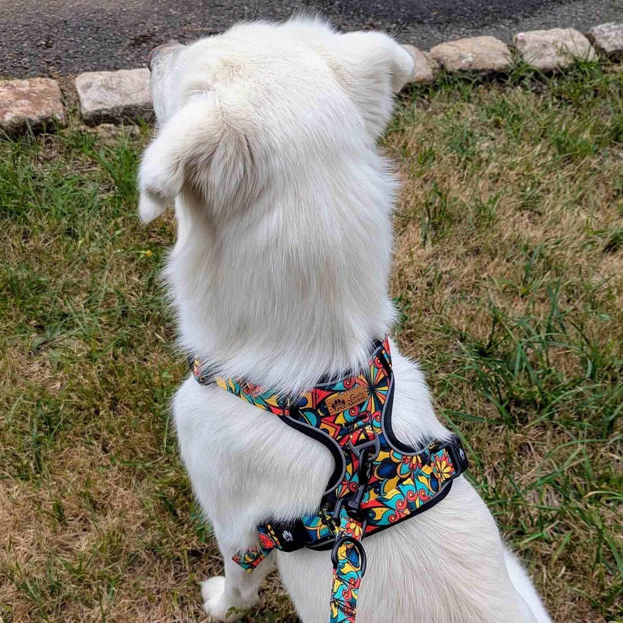 Un chien blanc, assis de dos, porte un harnais confort coloré de la marque Goofy Goldens.