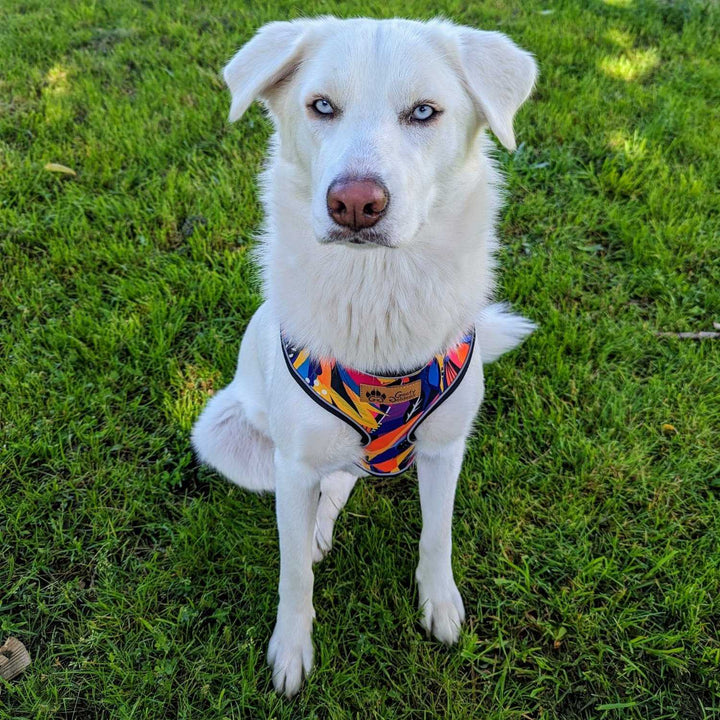 Chien blanc assis sur l'herbe et fixant l'objectif. Ce chien porte un harnais classique et coloré jaune, fuschia, orange violet et bleu de la marque 100% Dog firendly Goofy Goldens