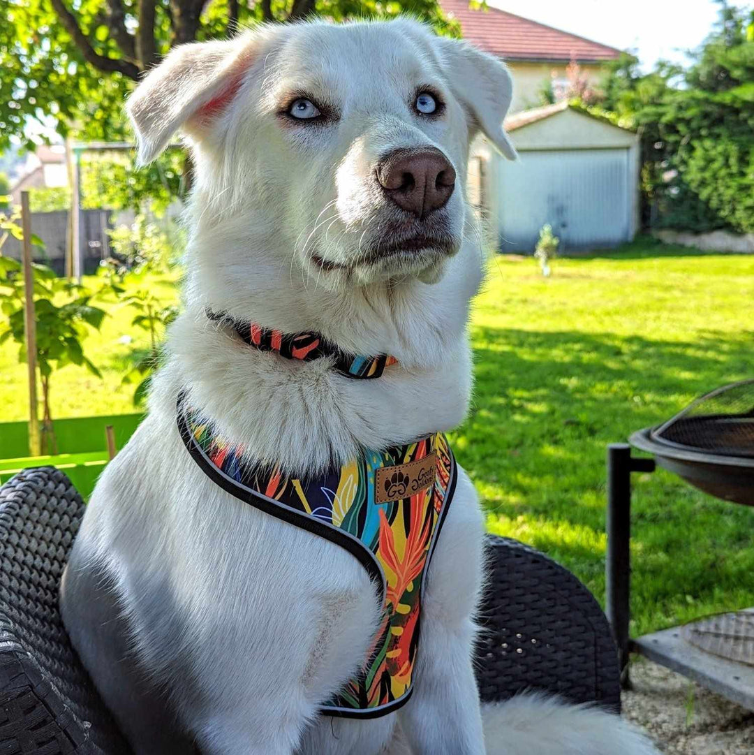 Chien blanc assis sur une chaise et portant un ensemble collier et harnais aux couleurs rouge, orange, vert jaune et bleu de la collection Tropcial