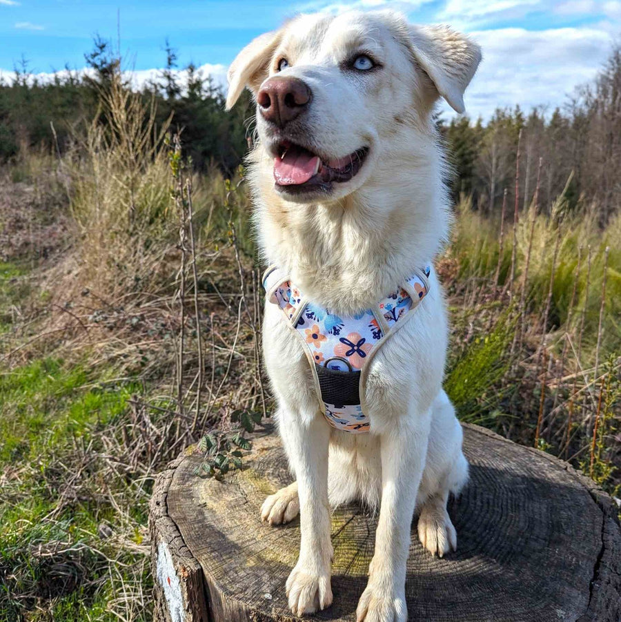 Chien blanc aux yeux bleus assis sur un tronc d'arbre abordant un harnais anti-traction résistant et ergonomique de la gamme printemps assorti à ses yeux.