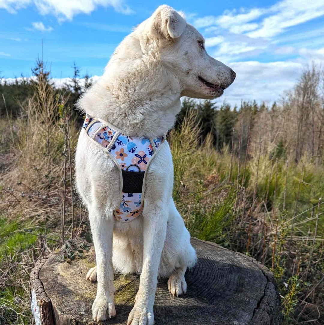 Chien blanc croisé assis sur un tronc d'arbre et tournant la tete. Ilporte un harnais aint traction de la gamme Printemps