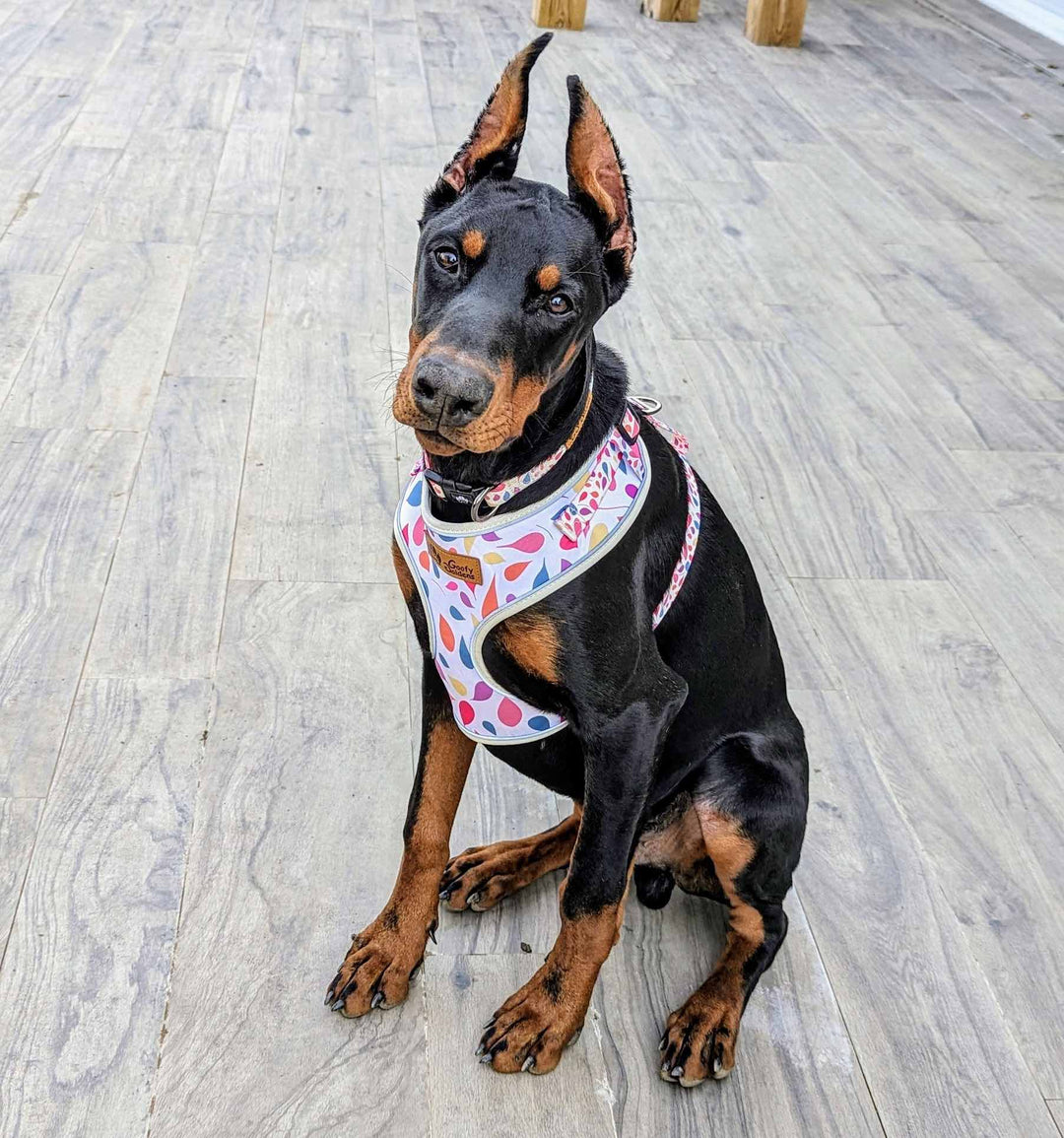 Jeune Doberman noir et marron portant avec style un harnais et un collier aux motifs colorés et joyeux Goofy Goldens.