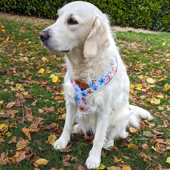 Beau chien blanc portant un harnais léger et résistant aux motifs bleus, oranges et jaunes élégants.