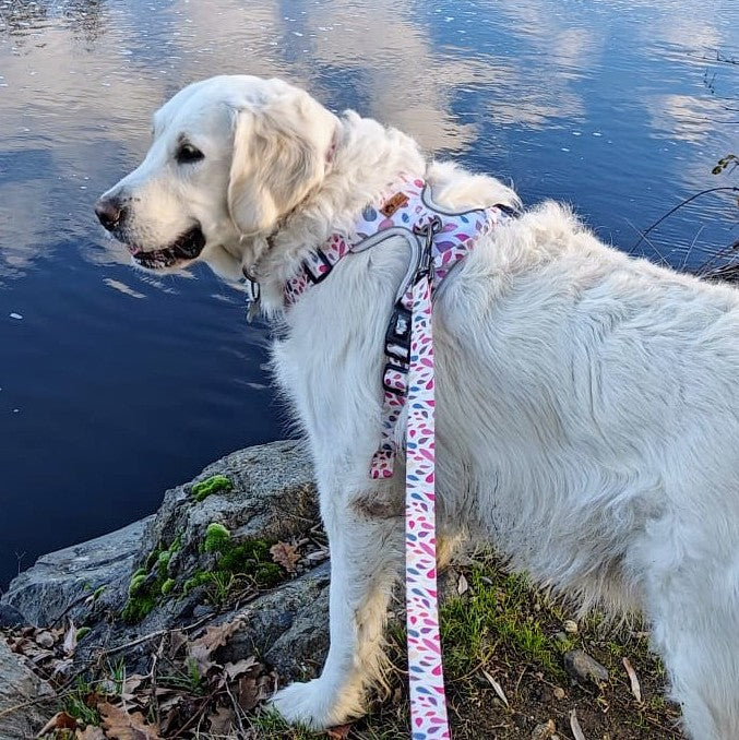 Beau chien blanc au bord de l'eau portant un harnais anti-traction coloré et dégageant bien les épaules du chien pour plus de confort.