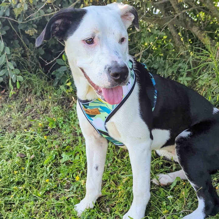 Chien croisé Staffie assis portant le harnais Récif taille M. Photo prise de côté montrant les épaules libérées du chien