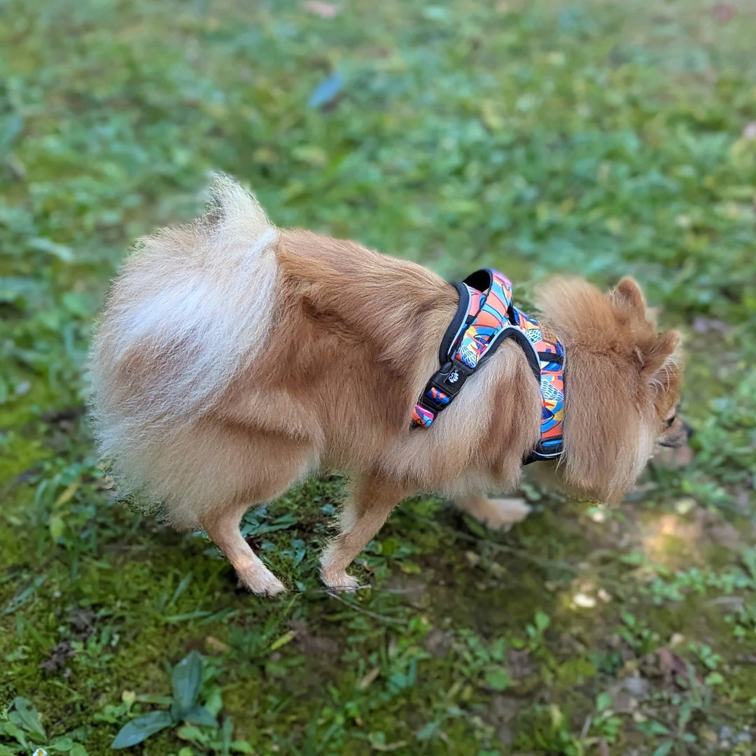Harnais pour chien Confort en Y Lagon