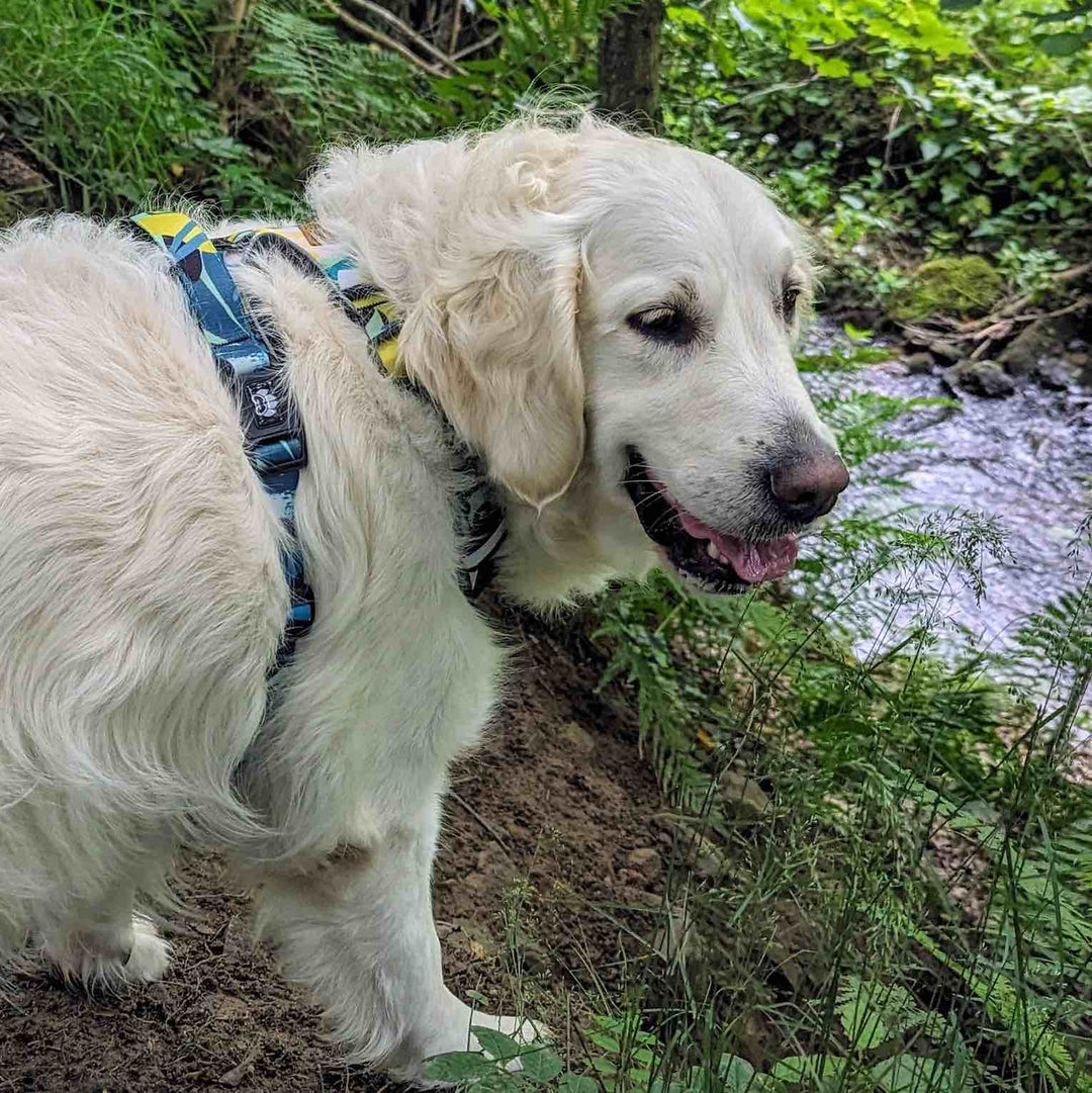 Harnais chien anti traction Récif aux couleur turquoise, bleu et jaune porté par un chien blanc de type Golden Retriever qui se tient de côté devant une rivière et qui sourit