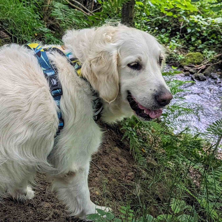 Harnais chien anti traction Récif aux couleur turquoise, bleu et jaune porté par un chien blanc de type Golden Retriever qui se tient de côté devant une rivière et qui sourit