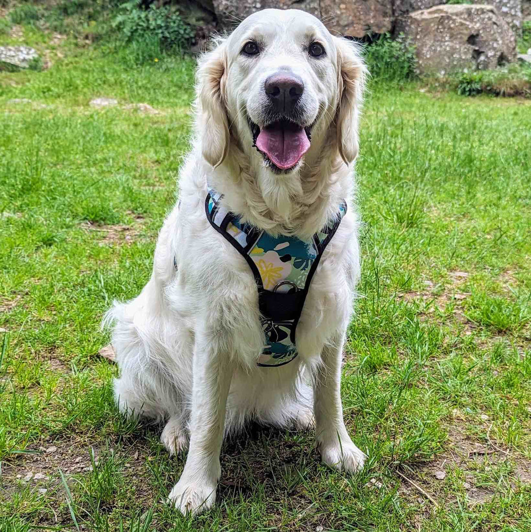 Harnais chien anti traction Récif aux couleur turquoise, bleu et jaune porté par un chien blanc de type Golden Retriever qui se tient assis et qui sourit