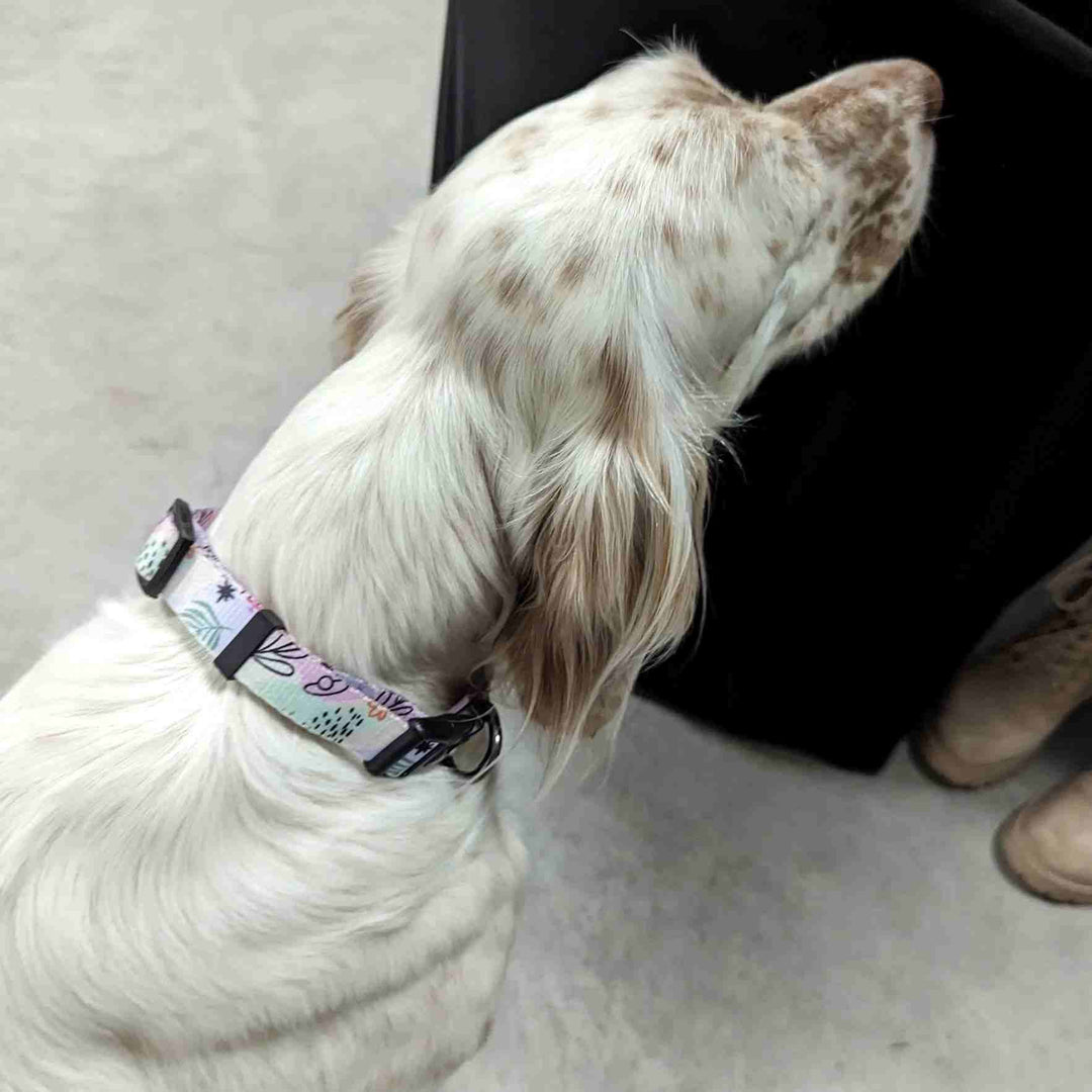 Chien de chasse blanc tacheté marron portant un collier aux couleurs pastel rose, bleu et vert