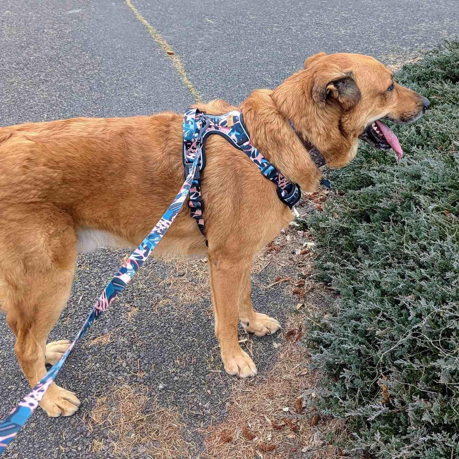 Chien en balade, la langue pendante, équipé de son kit de la gamme Savane : harnais anti-traction et laisse assortie.