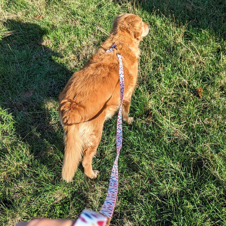 Très belle laisse aux motifs pétales jaune orange bleu et fuchsia porté par un chien golden retriever en balade