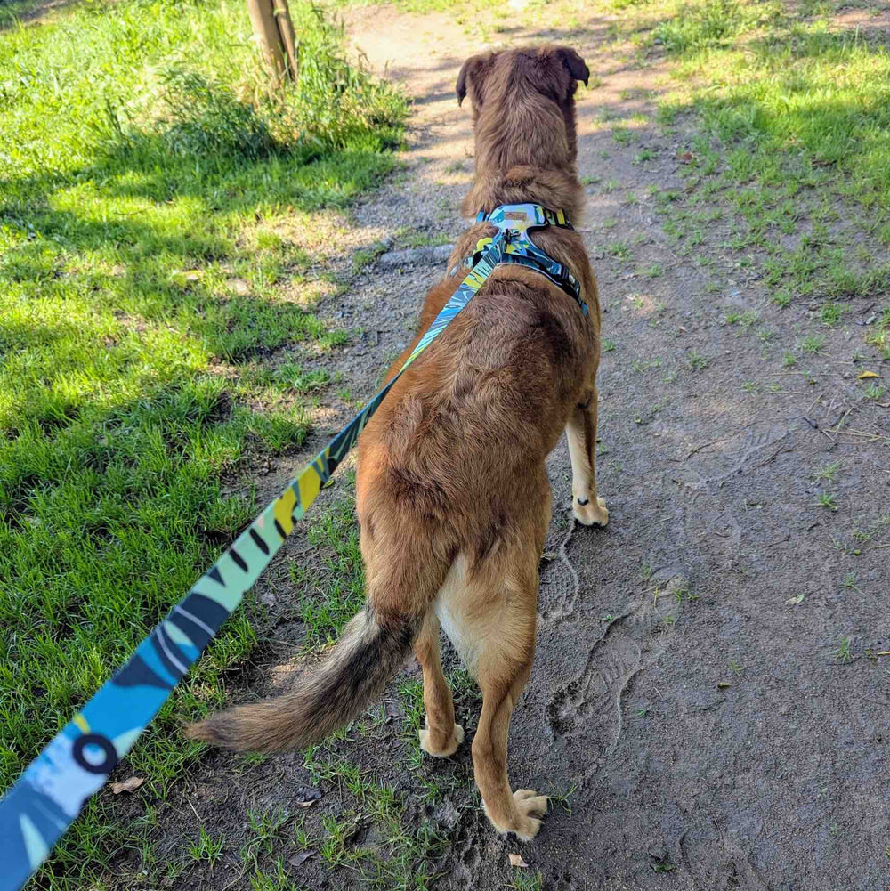 Vue de dos d'un chien en promenade, équipé de la laisse et du harnais anti-traction de la gamme Récif.
