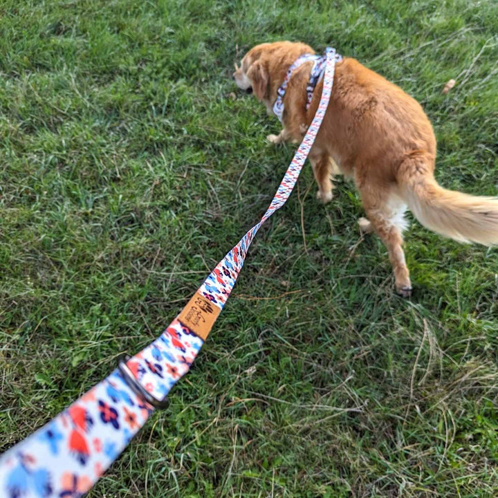 No-pull Y harness walk kit Spring