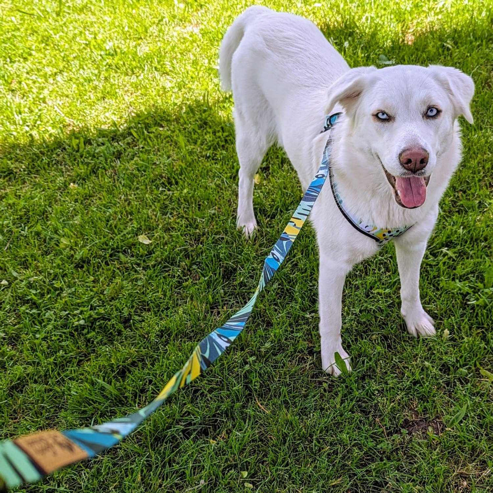 ensemble laisse et harnais de la collection Récif aux couleurs vert, jaune et turquoise porté par un chien blanc debout dans l'herbe