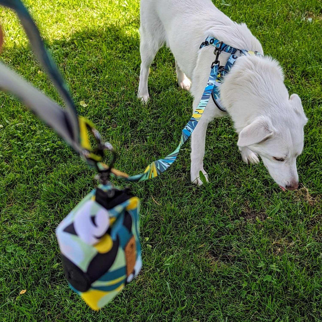 Ensemble pour chien, harnais, laisse et pochette de sacs à déjections de la collection Récif de chez Goofy Goldens. On voit ici un chien blanc reniflant l'herbe