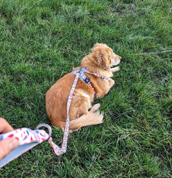 Chien vu de dos et couché sur l'herbe portant un harnais pétales et la laisse assortie