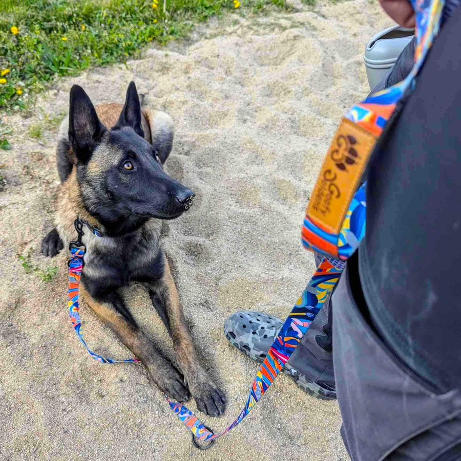 Assis sur le sable devant son maĂźtre, le chien porte fiĂšrement le collier et la laisse multiposition de la jolie collection Lagon.