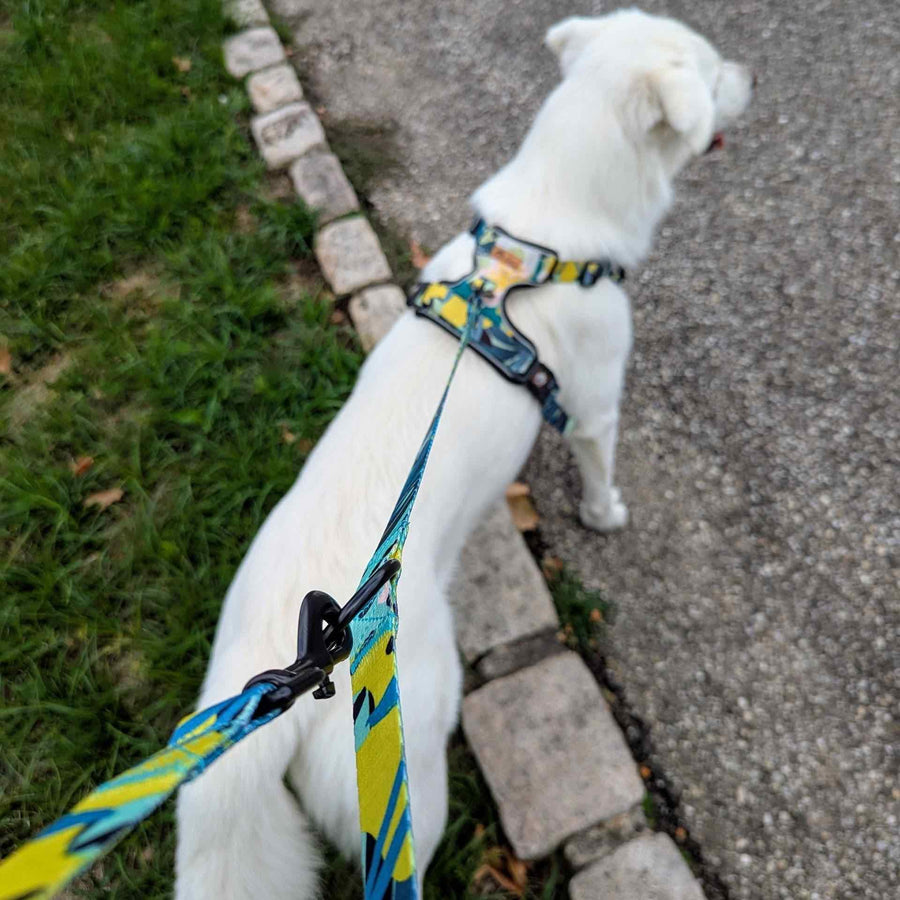 De dos, le chien arbore son harnais Récif et la laisse assortie aux couleurs jaune, vert et bleu, portée en bandoulière et fixée à l’anneau en D.