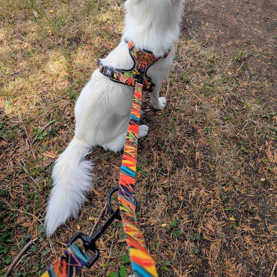 On aperçoit un chien blanc assis de dos, tenu par une laisse multiposition Tropical et équipé de son harnais confort Tropical.