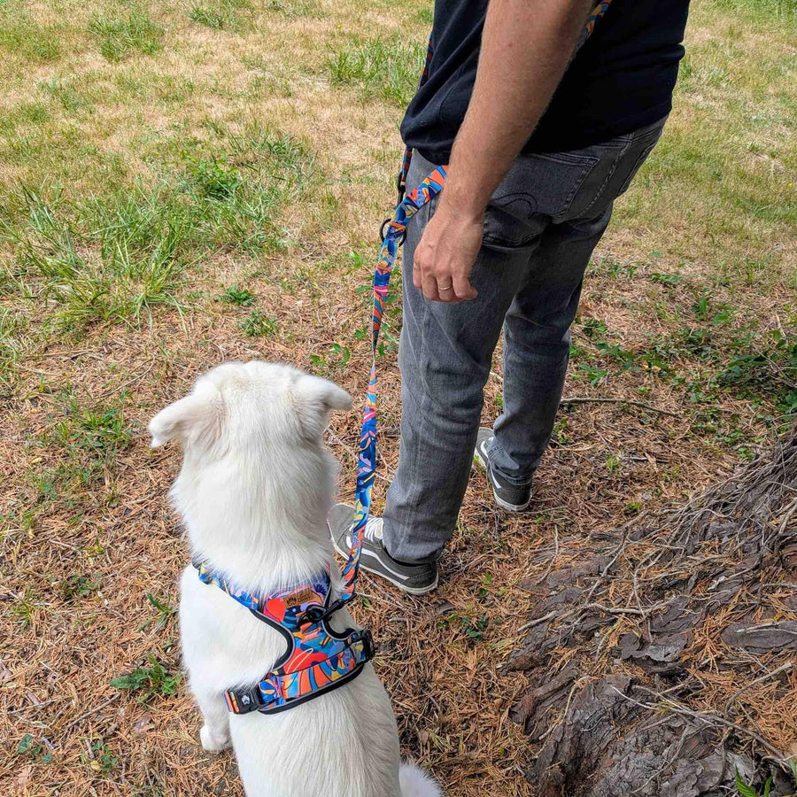Le maßtre et son chien, vus de dos, posent ensemble. Le chien blanc est équipé de son harnais confort lagon aux couleurs vives et la laisse multiposition est portée en bandouliÚre.