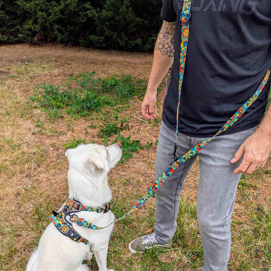 De dos, le chien prĂ©sente son harnais Mandala, accompagnĂ© de la laisse assortie aux teintes vert, rouge, jaune et bleu, portĂ©e en bandouliĂšre et reliĂ©e Ă lâanneau en D.