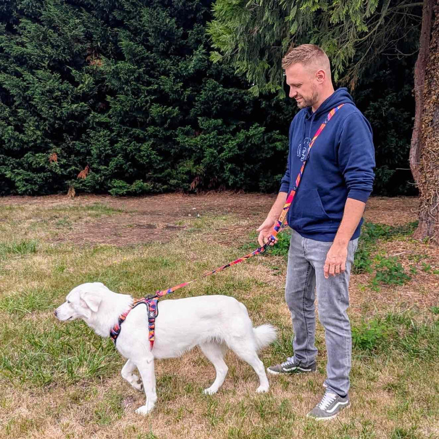Le maître tient son chien en bandoulière, relié par la laisse multiposition Panache accrochée au harnais de la collection.