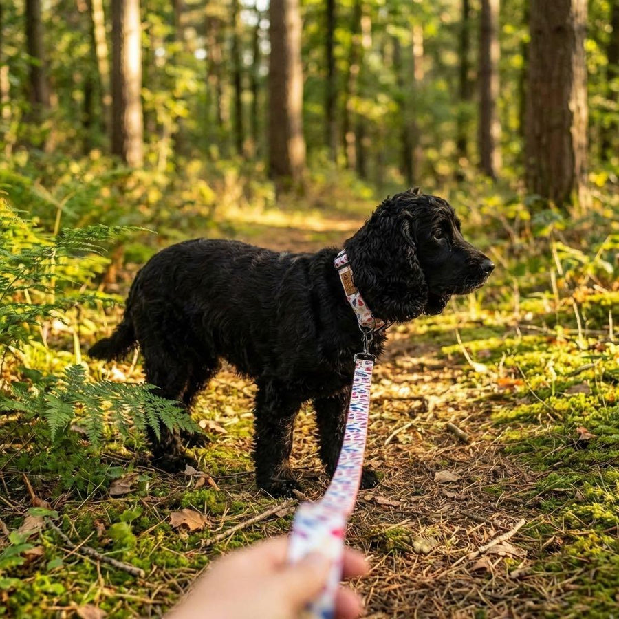 Chien noir dans une forĂȘt marchant avec la laisse PĂ©tales de chez Goofy Goldens