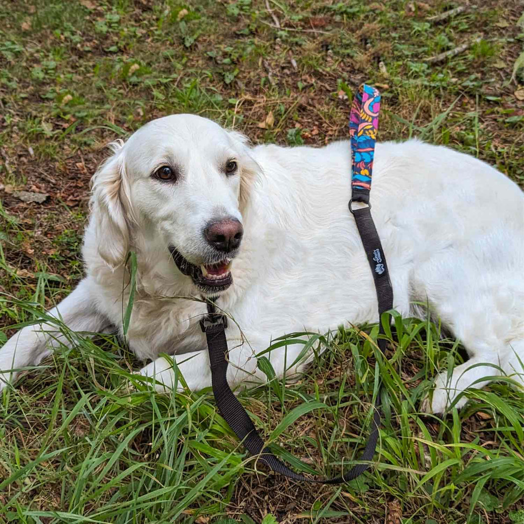 Laisse de ville pour chien Envoûtant