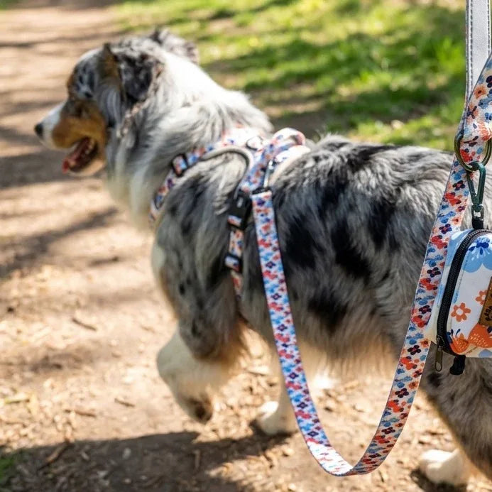 Un chien se balade muni d’un harnais et d’une laisse Printemps à motifs floraux bleus et orange sur fond blanc, avec une pochette à sacs à déjections accrochée à la laisse.