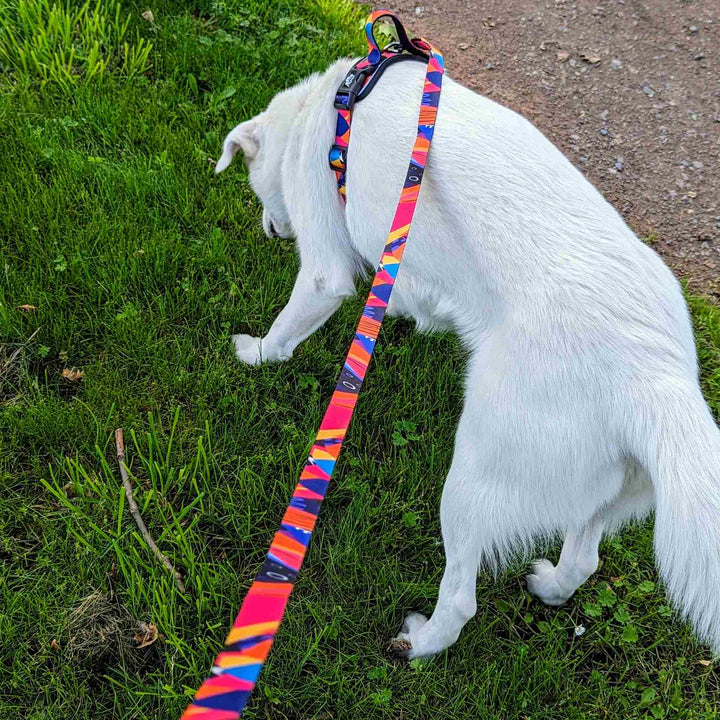 Chien blanc de dos portant un ensemble laisse et harnais aux superbes couleurs fuschia, orange, bleu et jaune de chez Goofy Goldens