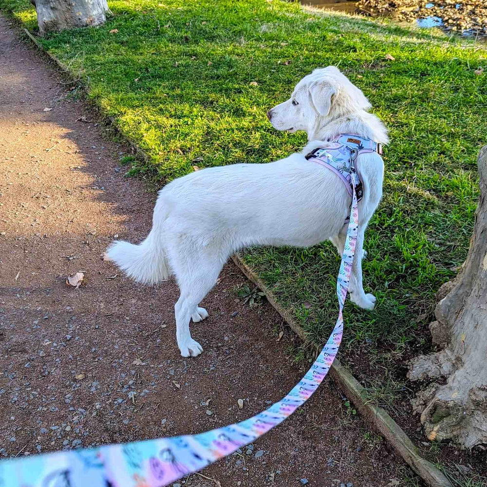 Beau chien blanc en balade avec une laisse stylée et résistante de la Gamme Pastel associée au harnais de cette même collection.