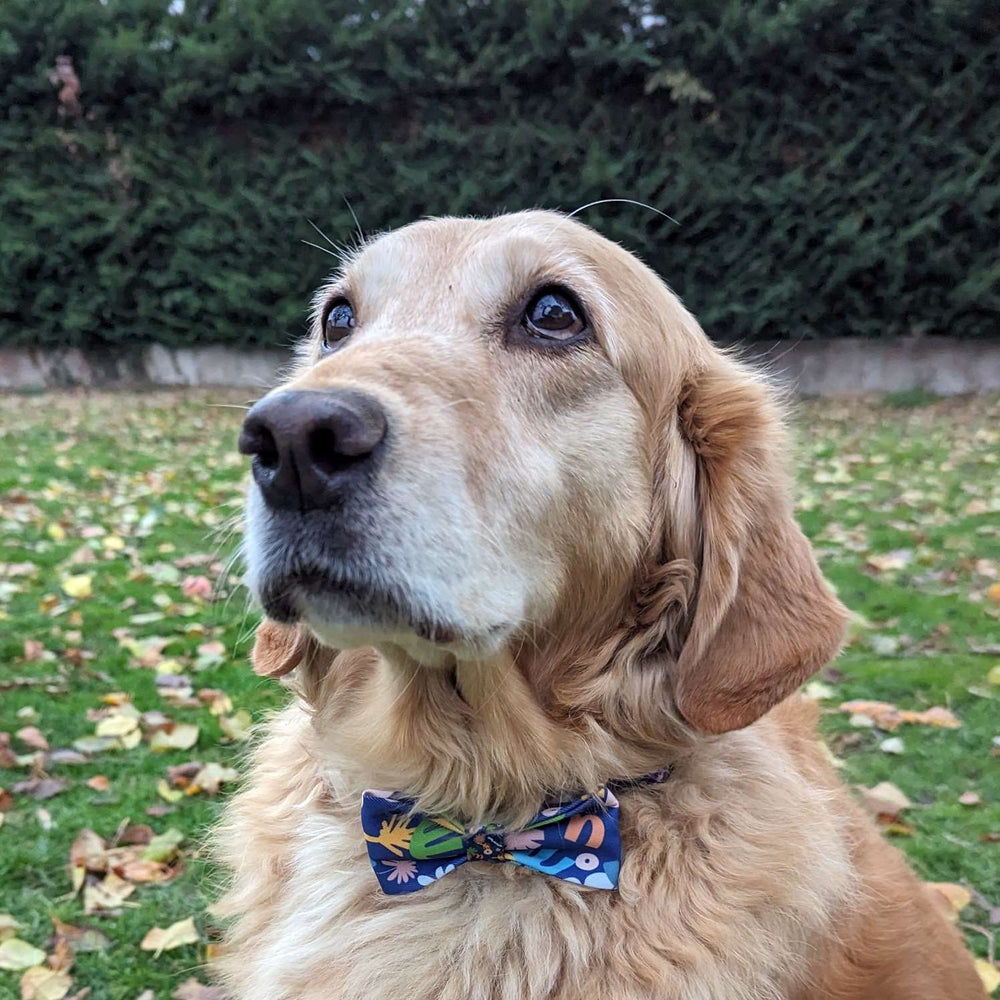 Chien golden retriever portant un bel ensemble collier et noeud papillon de la collection Deep Agua