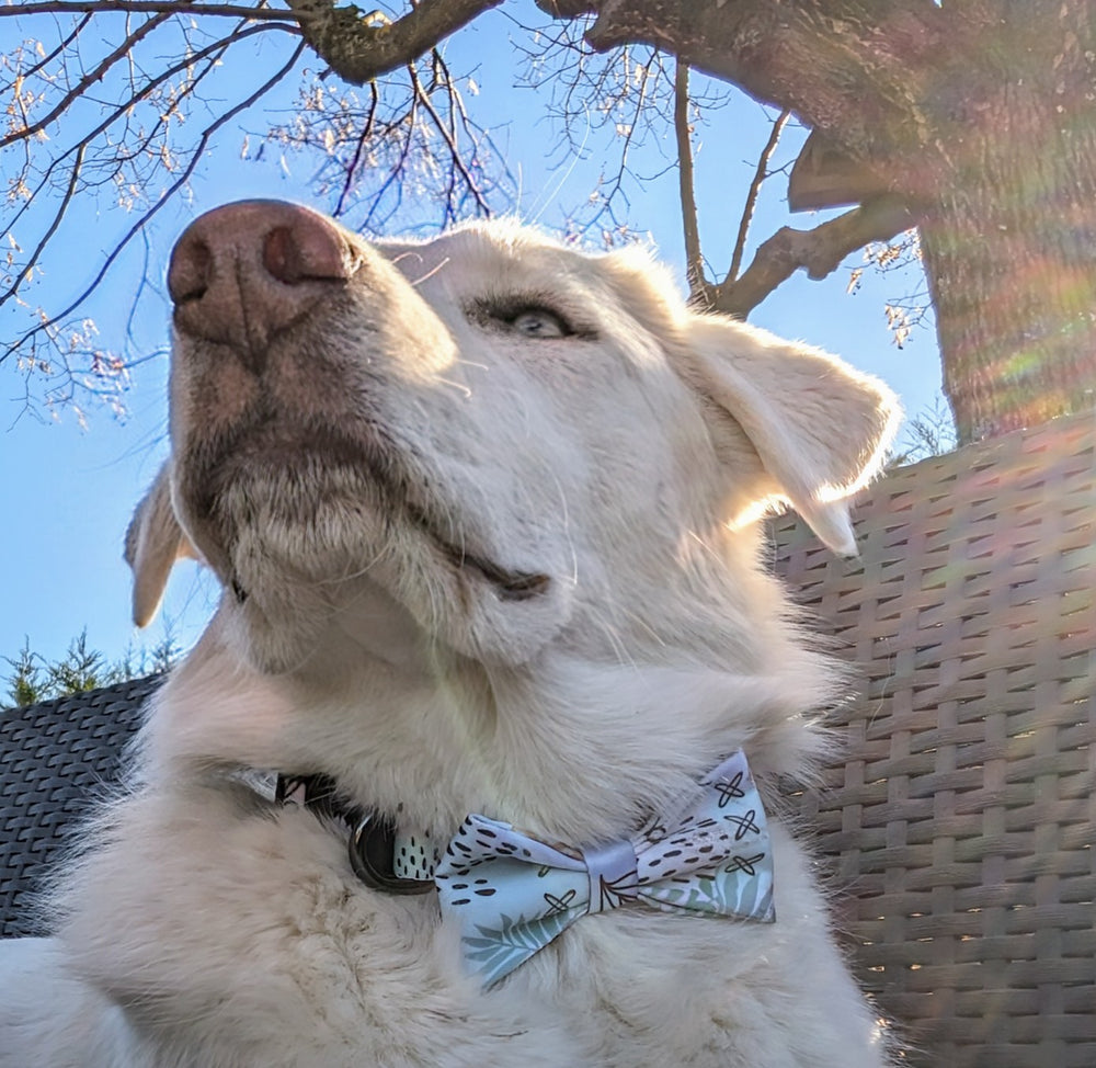 chien blanc pris en zoom et en contre plongé portant le collier et noeud papillon pour chien de la collection Pastel de chez Goofy Goldens