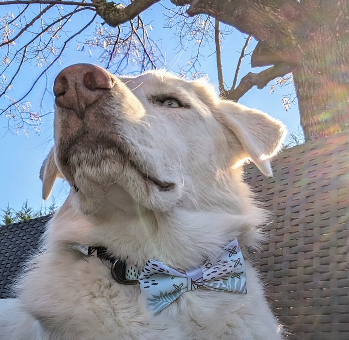 chien blanc pris en zoom et en contre plongé portant le collier et noeud papillon pour chien de la collection Pastel de chez Goofy Goldens