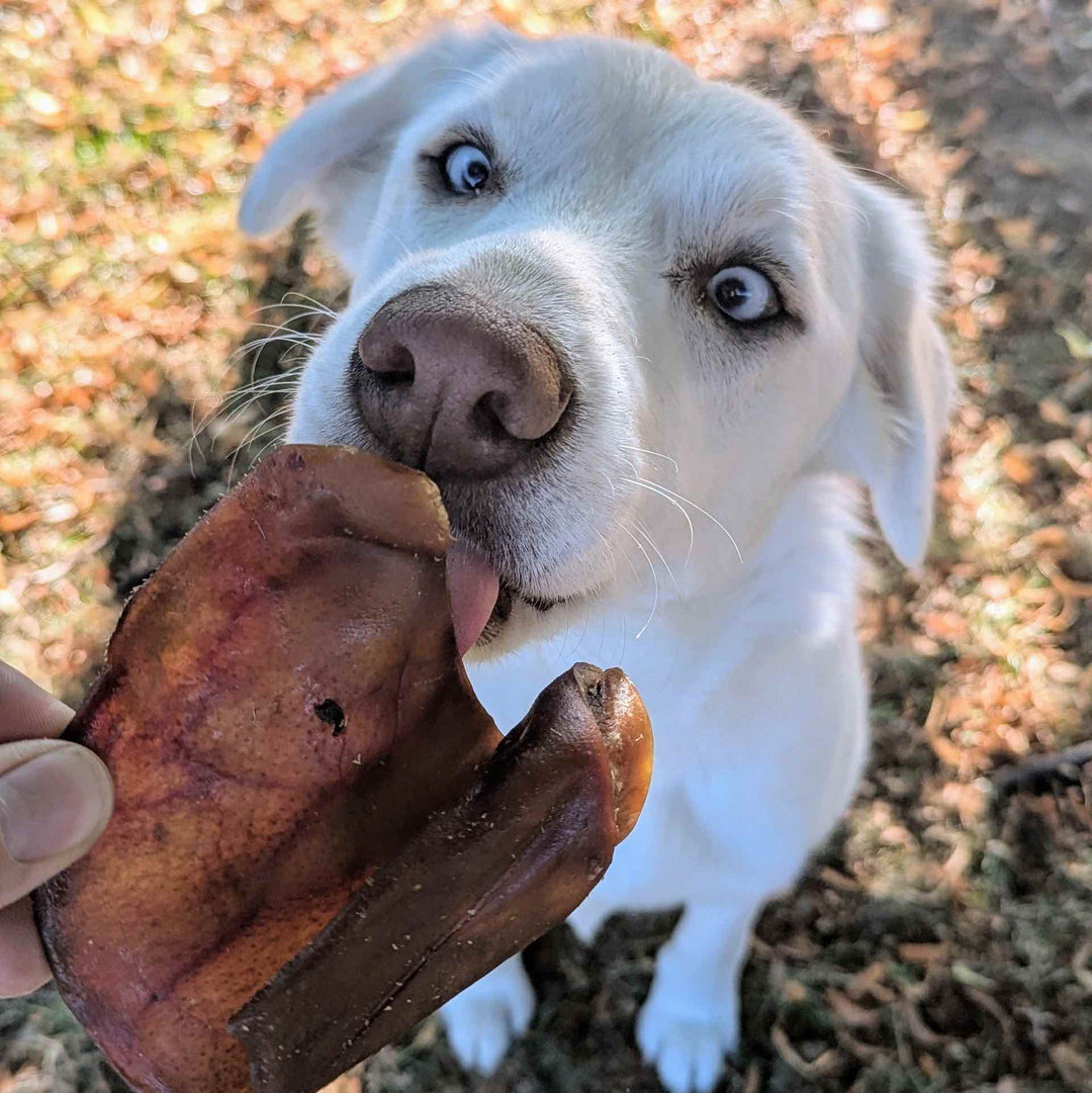 Oreille de porc naturelle x3