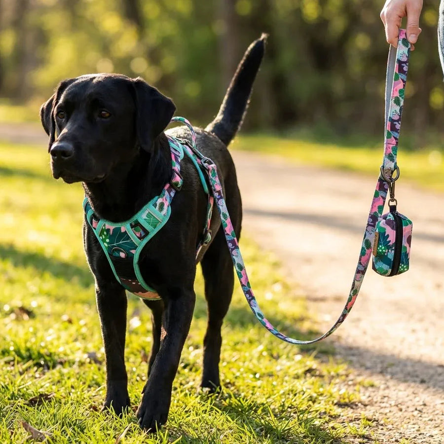 Un labrador noir en balade avec le harnais Cactus, sa laisse et la pochette à sacs à crottes assortie.