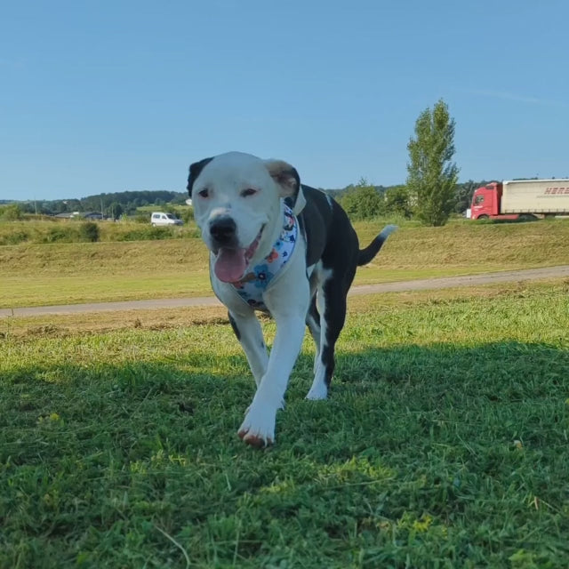 Harnais pour chien Printemps