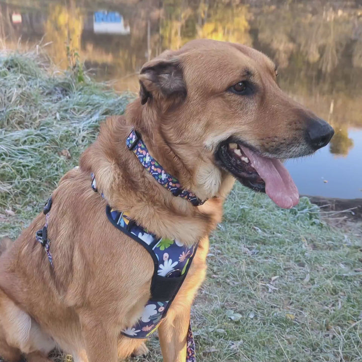 Video tournant autour d'un grand chien portant le harnais Deep Agua en taille XL. on voit aussi sur la vidéo qu'il existe la laisse et le collier de la même collection